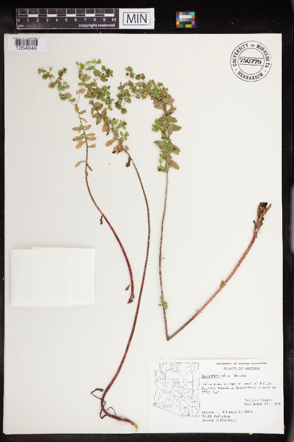 Euphorbia alta image