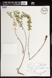 thumbnail image of current specimen