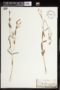 Media resource of Euphorbia angusta