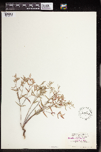 Euphorbia angusta image