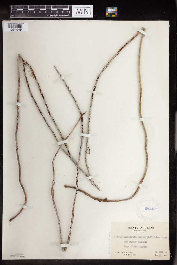 Euphorbia antisyphilitica image