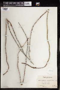 Media resource of Euphorbia antisyphilitica