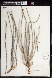 Euphorbia antisyphilitica image