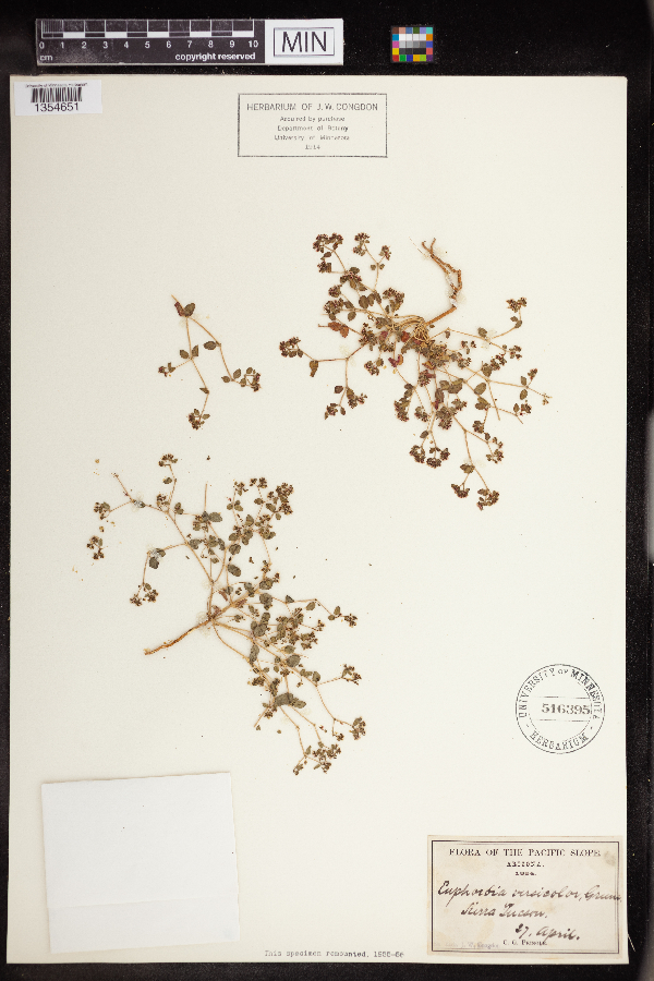 Euphorbia arizonica image