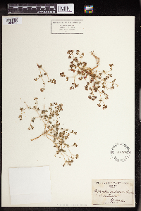 Media resource of Euphorbia arizonica