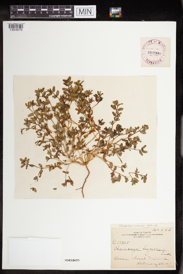 Euphorbia bombensis image