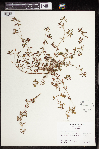 Euphorbia bombensis image