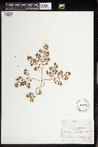 Euphorbia bombensis image