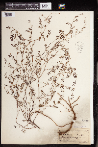 Euphorbia bombensis image