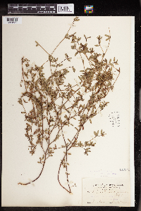 Euphorbia bombensis image