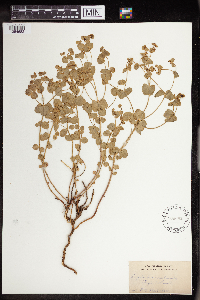 Euphorbia brachycera image