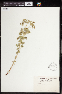 Euphorbia brachycera image