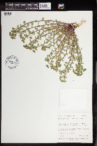Euphorbia brachycera image