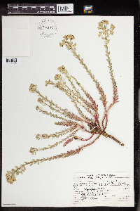 Euphorbia brachycera image