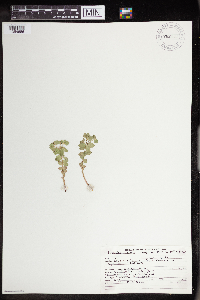 Euphorbia brachycera image