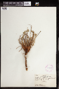Euphorbia brachycera image