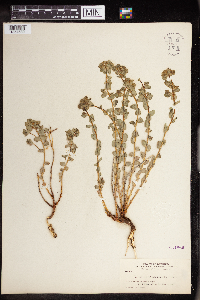Euphorbia brachycera image