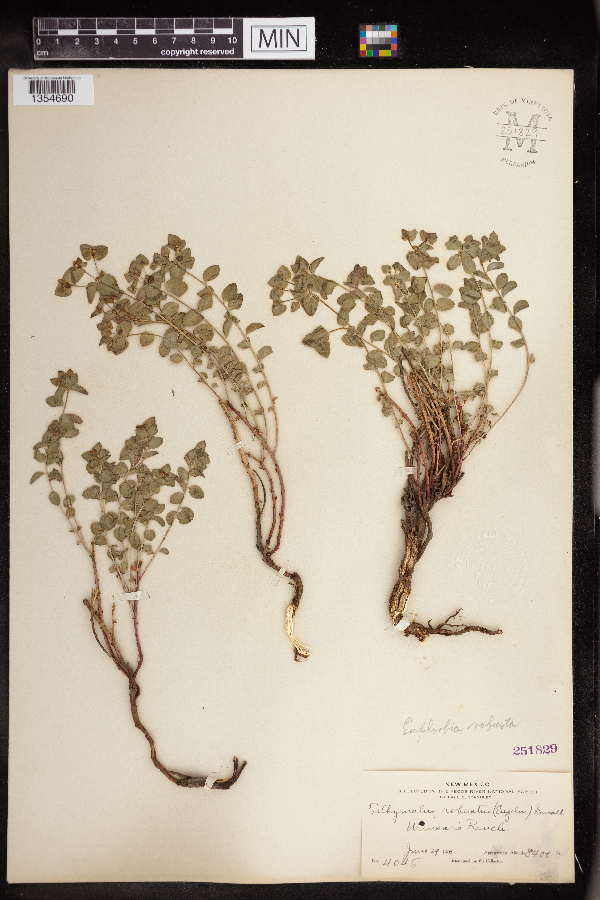 Euphorbia brachycera image