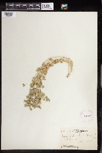 Euphorbia brachycera image