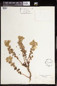 Euphorbia brachycera image