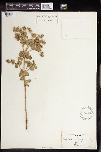 Euphorbia brachycera image