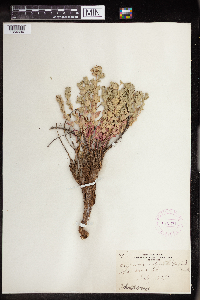Euphorbia brachycera image