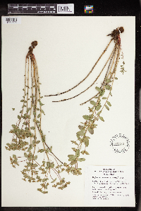 Euphorbia brachycera image