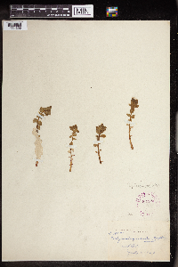 Euphorbia brachycera image