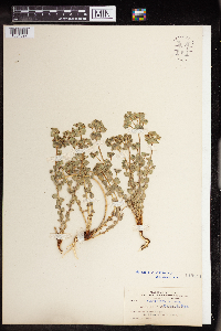 Euphorbia brachycera image