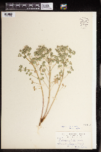 Euphorbia brachycera image