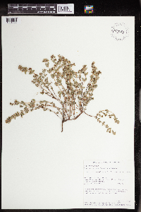 thumbnail image of current specimen