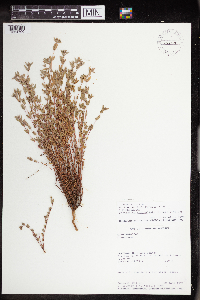 Euphorbia capitellata image