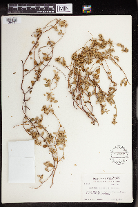 Euphorbia carunculata image
