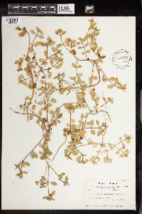 Euphorbia carunculata image