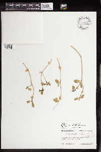 Euphorbia carunculata image