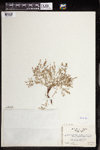 Euphorbia chaetocalyx image
