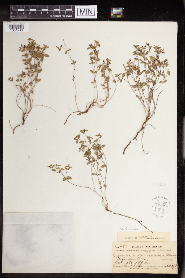 Euphorbia chaetocalyx image