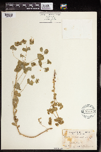 Euphorbia commutata image