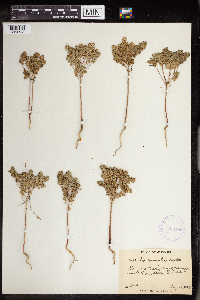 Euphorbia commutata image