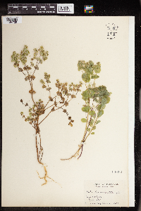 Euphorbia commutata image