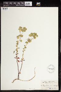 Euphorbia commutata image