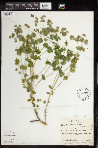 Euphorbia commutata image