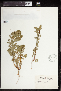 Euphorbia commutata image