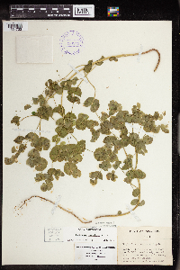 Euphorbia commutata image