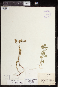 Euphorbia commutata image