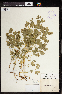 Euphorbia commutata image