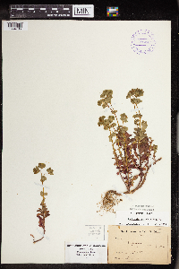 Euphorbia commutata image