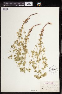 Euphorbia commutata image