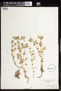 Euphorbia commutata image