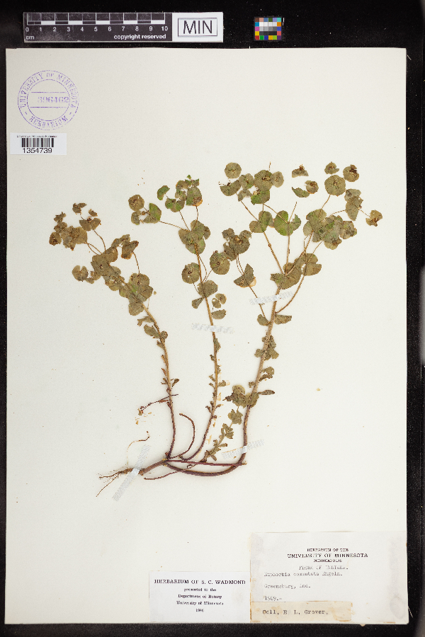 Euphorbia commutata image